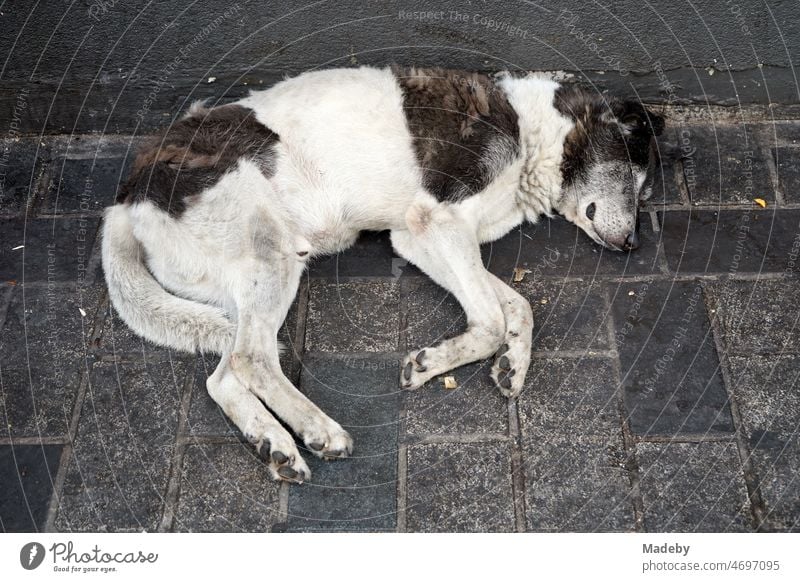 Sleeping street dog on the side of the road in summer in Istiklal Caddesi in the old city of Taksim in the Beyoglu district of Istanbul on the Bosporus in Turkey