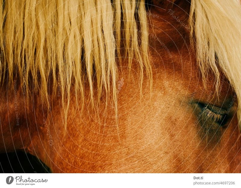 blonde horse mane Horse Mane Eyes Animal Animal portrait Blonde Pelt Brown tired detail Close-up Colour photo Exterior shot Deserted Horse's head Animal face