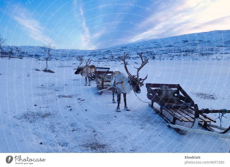 Norway love - Rudolph and Blitzen wait for their turn - reindeer with tense sledges Sami's people Reindeer Culture Reindeer sleigh Snow beautiful clouds bluish
