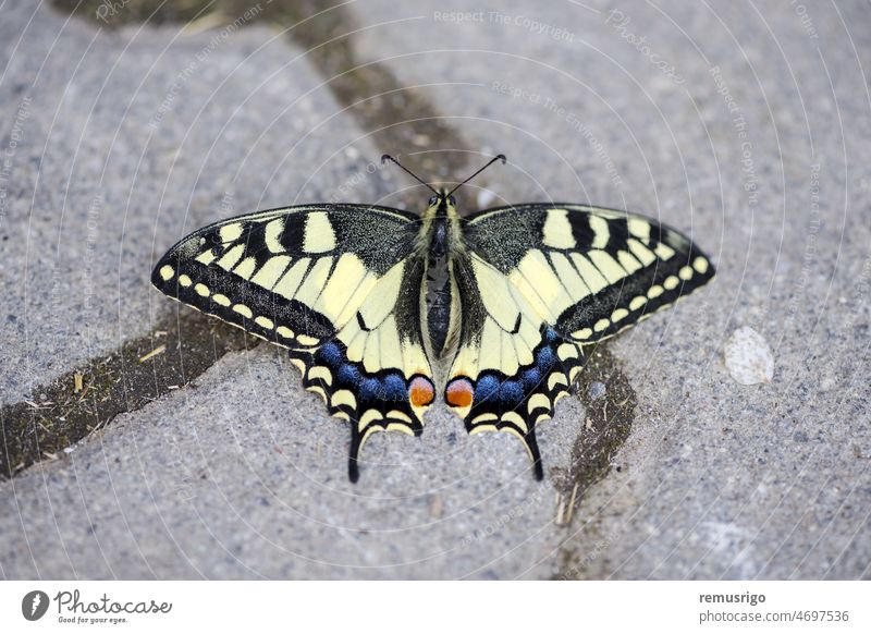 Close-up of a scarce swallowtail butterfly (Iphiclides podalirius) sitting on the pavement 2019 Praid Romania animal antenna closeup entomology insect macro