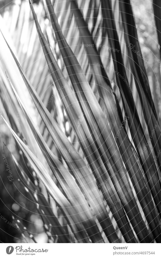 Palm leaf in black and white palms palm leaves Vacation & Travel Exotic Plant Vacation mood Summer Tourism Black & white photo black-and-white Palm beach