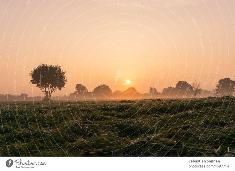 Sun rises over freshly mowed meadow with tree and mist Sunrise Tree Fog Nature Landscape Morning Field Meadow Spring Sunset Picturesque Outdoors Sky background