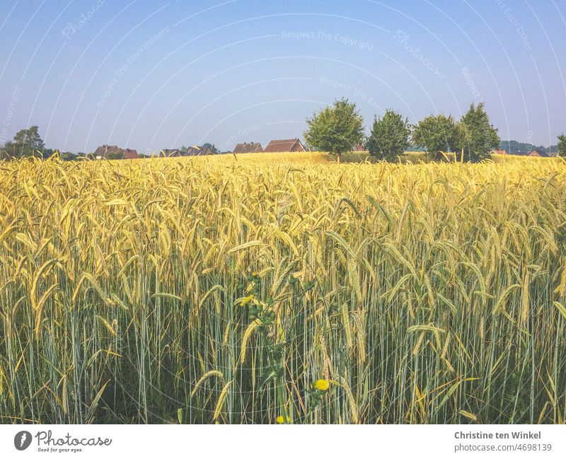 Wheat field with four apple trees and houses in the background. Above blue summer sky Wheatfield Grain field cereal cultivation regional products