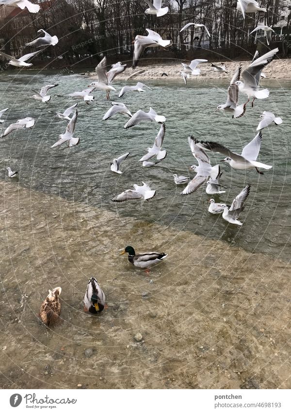 Seagulls fly over the Isar. Ducks swim in the river River ducks Flying Bavaria Munich Body of water Water Nature Dynamics bank birds