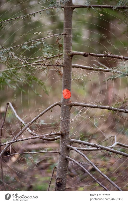 a red dot on a thin tree Tree Red forest Environment Forestry Tree trunk Wood Exterior shot Forest death Climate change Logging Nature Bark-beetle Plant