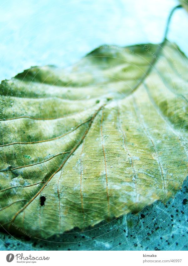leaf Leaf Minimal carnumm kimako