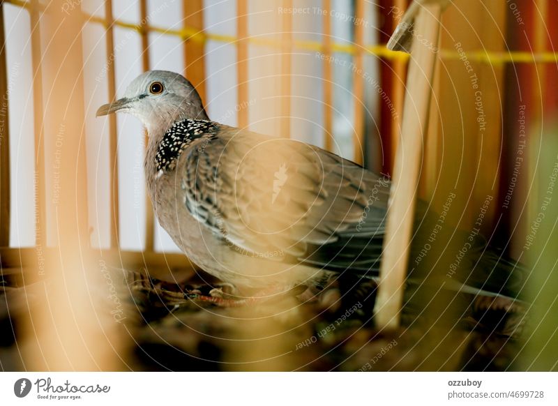Turtledove bird in a cage feather animal beak pigeon brown small portrait ornithology closeup turtledove wing looking close-up grey inside pet watching avian
