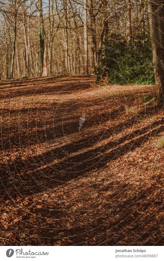 Forest path with foliage and sun forest path Shadow sunny Dry Winter Analog Retro Lanes & trails To go for a walk out Nature trees Tree Relaxation Autumn Hiking