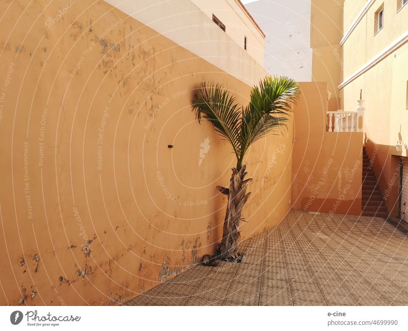 lonely green palm tree in spanish orange courtyard Palm tree Interior courtyard Loneliness Spain Canaries Tenerife Green Plant persevering Nature Growth Sun