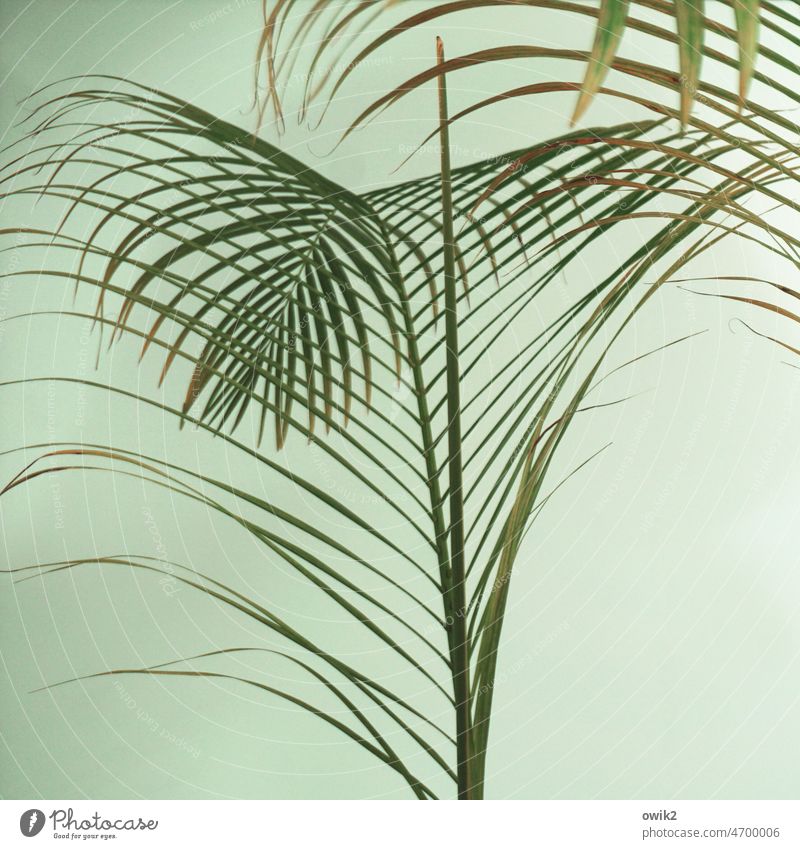frond palms wag Green Plant Delicate naturally Bright green Neutral Background Nature Interior shot Leaf Environment Growth Close-up Colour photo Deserted