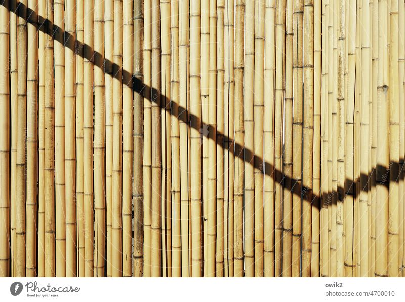 Stab rhyme Bamboo sticks Natural material Shadow play Safety Grating Structures and shapes Sunlight Screening Protection Fence Close-up Many Colour photo