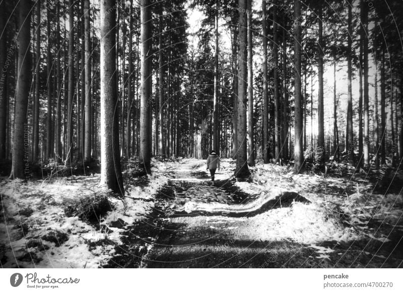 waldfrieden Wald Winter Tauwetter schwarz-weiß friedlich spazieren Weg wandern Waldweg Erholung Landschaft Kontrast Bewegung Freizeit Licht Schatten
