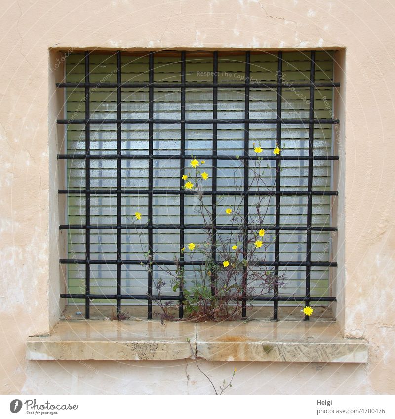 live more beautifully ;-) - wild flowers with yellow blossoms grow on a barred window with closed blinds Window Grating barred windows Venetian blinds Closed