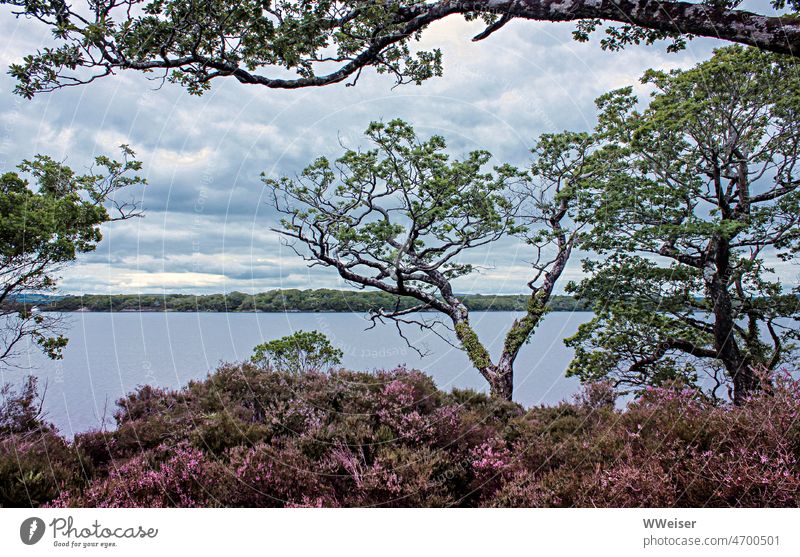 A lake in Ireland where gnarled trees grow and heather blooms. The sky is cloudy. Lake Landscape Wild wax luscious colored Summer vegetation Plant Water