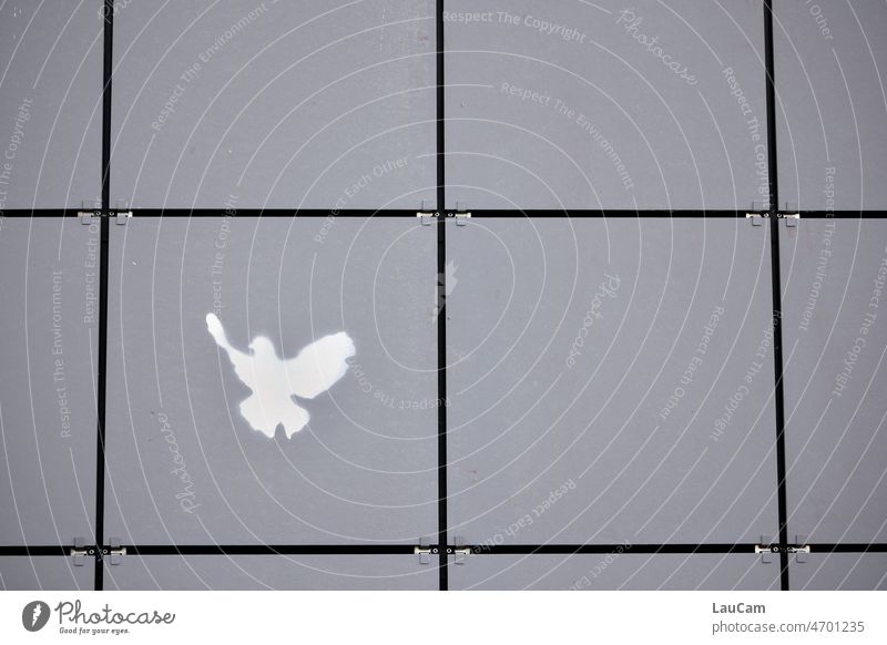 dove of peace Dove of peace Peace Hope Reconciliation War peace offer Ukraine Russia Freedom Sign Symbols and metaphors Solidarity Pigeon White Mediation