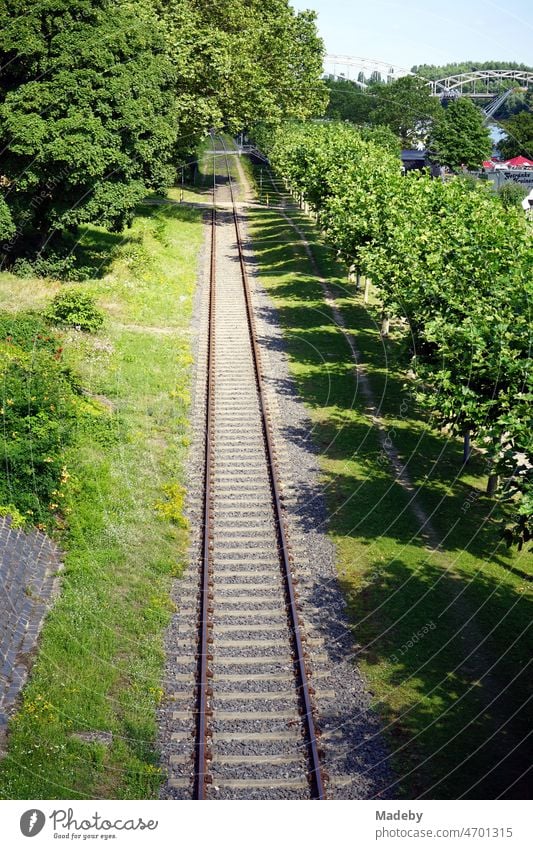 Railroad tracks on the green bank of the river Main in summer sunshine in the east end of Frankfurt am Main in Hesse, Germany banks of the Main easterly rails