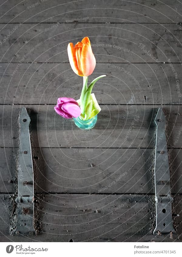 A small vase with two tulips stands on a dirty wooden floor flap in a Lost Place. Tulip Tulip blossom oranke pink Illuminate Bright Colours Metal Colour photo