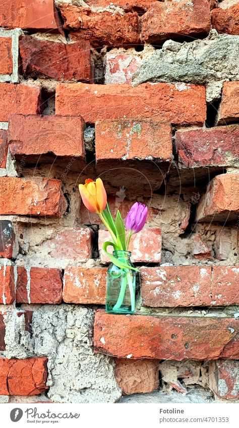 On a wall ledge of an old lost place is a small glass flower vase with two tulips. Tulip Tulip blossom oranke pink Illuminate Bright Colours Colour photo Flower