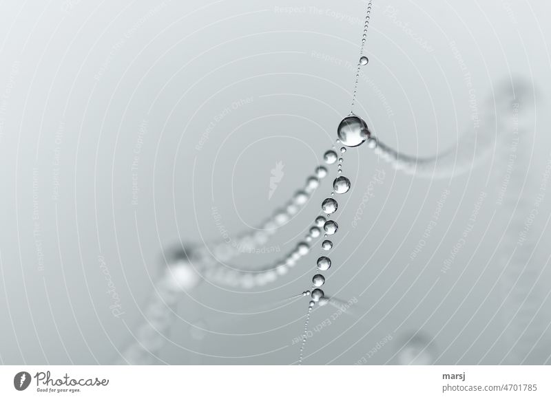 Water beads on a spider web. noble drop Noble Reflection Gray Fog Neutral Background Authentic Calm Loneliness Macro (Extreme close-up) Beaded Complex Small