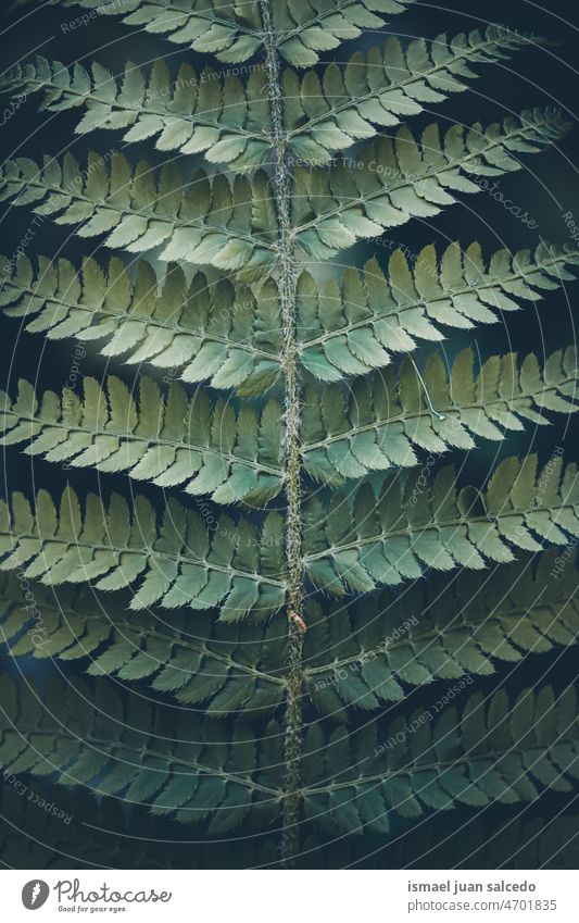 green fern leaf in spring season plant leaves abstract texture textured garden floral nature decorative outdoors fragility background natural springtime