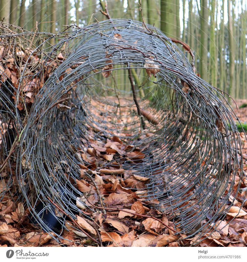 public nuisance | large roll of chicken wire lies in the middle of the forest Forest Wire Wire netting Coil foliage Shriveled Environmental pollution Annoyance