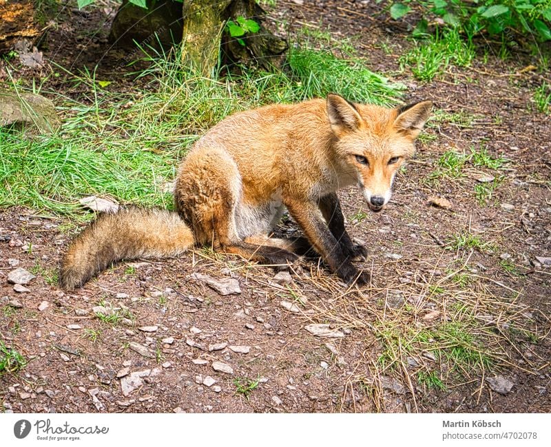 Fox in close-up with view to the viewer. The animal has no fear and looks interested mammal fur nature predator hunter wild animal looking face portrait artful