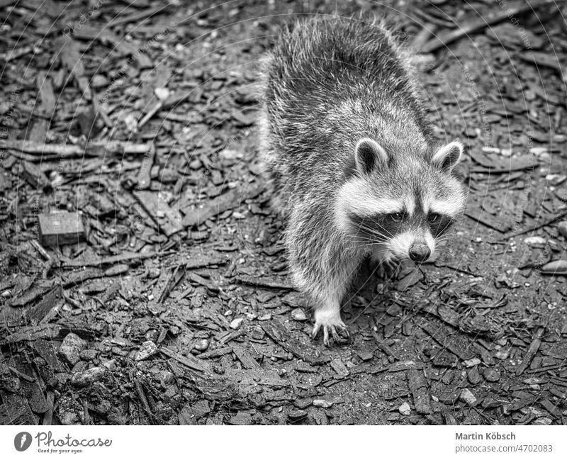 a raccoon in a black and white photograph on the ground. Taken in a park mammal bear animal north american predator curious striped outside mask bathe nature