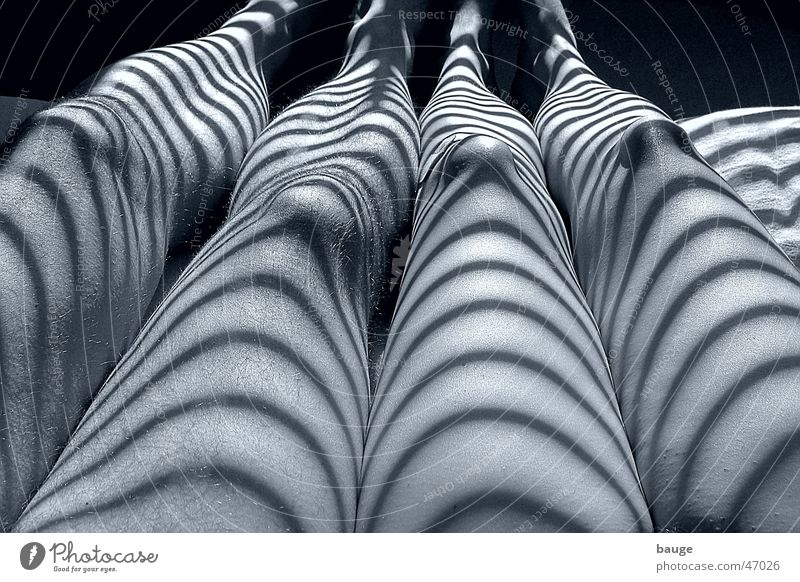 Two Zebras Light Stripe Interior shot Bedroom partial act Shadow Legs Venetian blind Skin