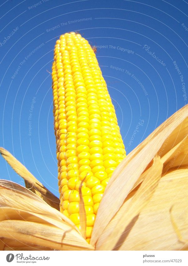 magnificent flask Corn cob Yellow Grain Leaf Corn kernel Unwrapped Maize field Roasted Sky Blue Nutrition