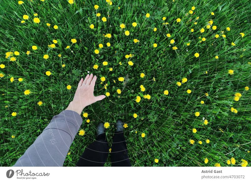 Wide angle shot of woman hand over dandelion flower Woman Meadow dandelion flowers Dandelion flowers Spring Hand feel stop Indicate Fingers fortunate Grass