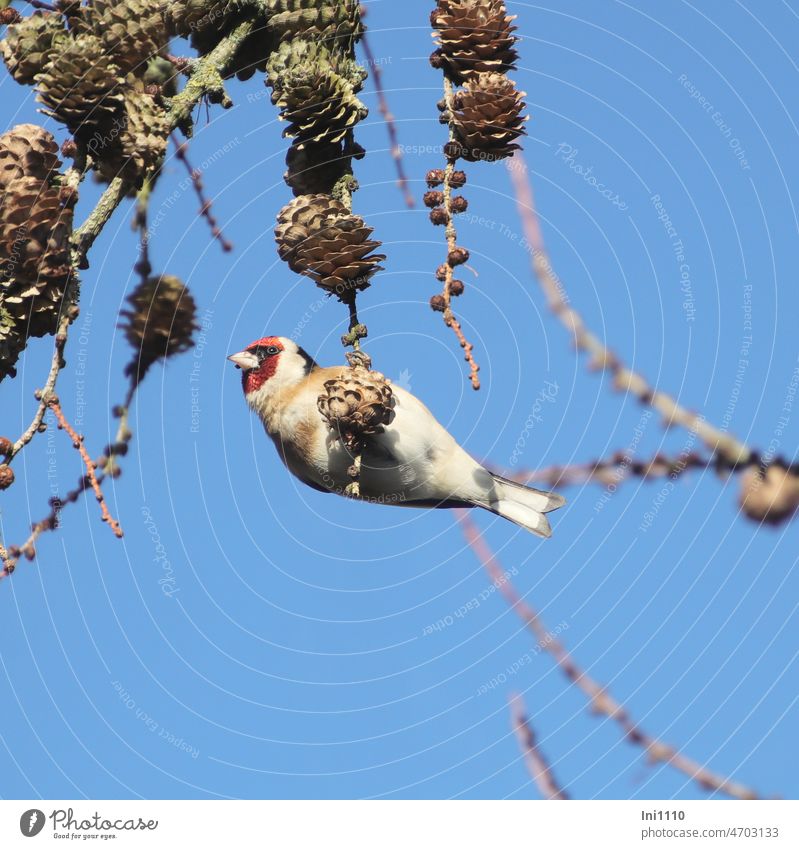 Goldfinch foraging in the larch tree Spring Blue sky Bird songbird goldfinch plumage red face mask colourful Larch branches Larch cone Food intake Foraging
