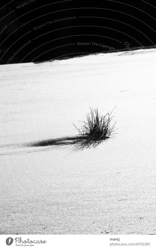 Tufts of grass in a pristine snowy landscape. winter landscape Contrast Reduced Winter Snow Grass Stand Endurance Whimsical Nature Unwavering snow-covered
