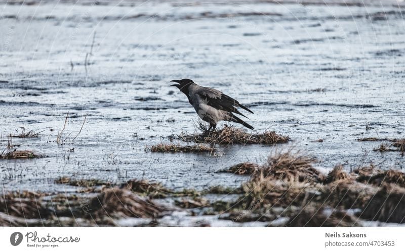 lonely crow croaks on the edge of floods on meadow in early spring animal avian background beak beautiful bird birds black blue corvus crows dark environment