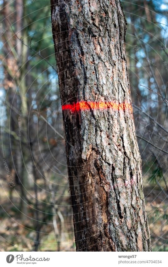 A tree with a future - a future tree in the forest Tree Tree trunk Forest Future tree mark color marking red color marking Red ring Forestry Colour photo