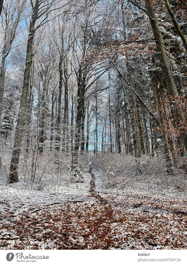 Narrow path through the winter slightly snowy forest leads straight uphill a bit forest path Winter's day trees Deciduous forest Right ahead clearing