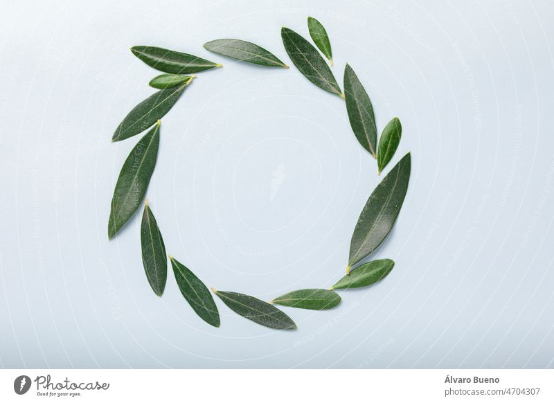 A circular wreath formed with olive leaves, forming a beautiful decorative and harmonious element, on a soft blue background crown ornate olive tree circle cute