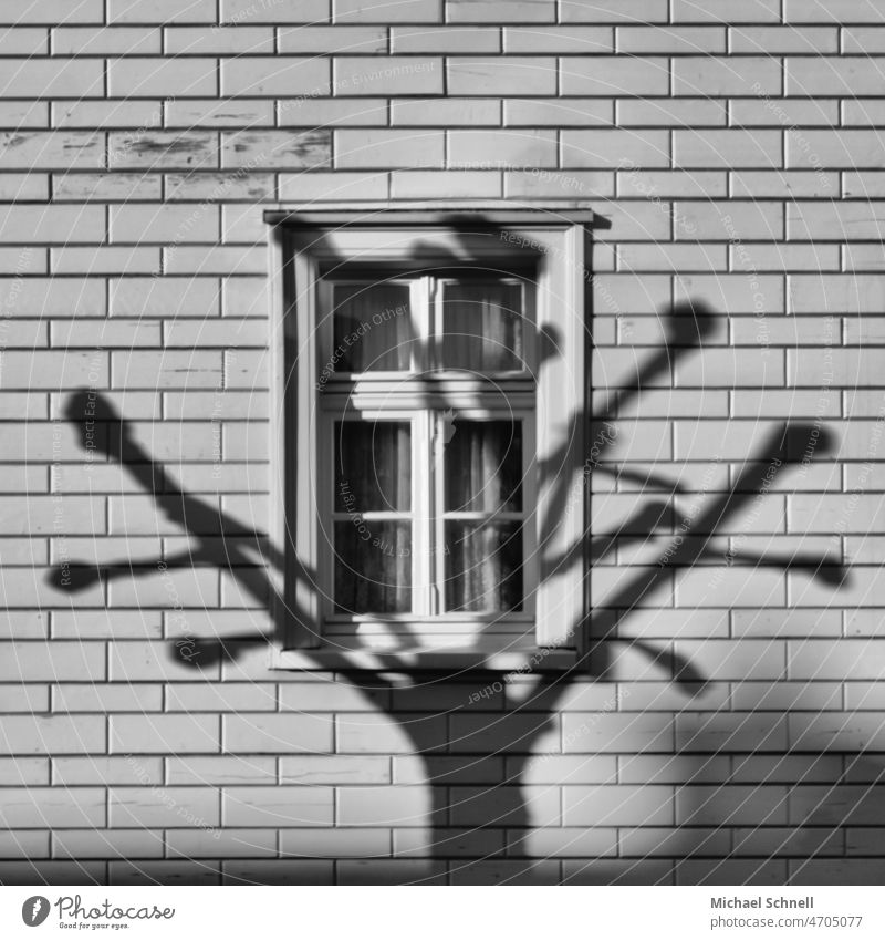 Tree shade at the window Shadow Shadow play Black & white photo Black and white Light Contrast Structures and shapes Silhouette