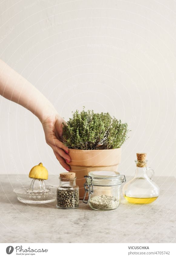 Women hand holding potted thyme in terra-cotta plant pot at grey kitchen table with olive oil, pepper, lemon on citrus press and herbal salt women terra cotta