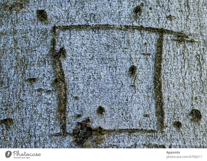 Square as frame carved in tree bark with dots Tree quad Frame graphic points Sign Nature Wood Pattern naturally Structures and shapes Abstract concept