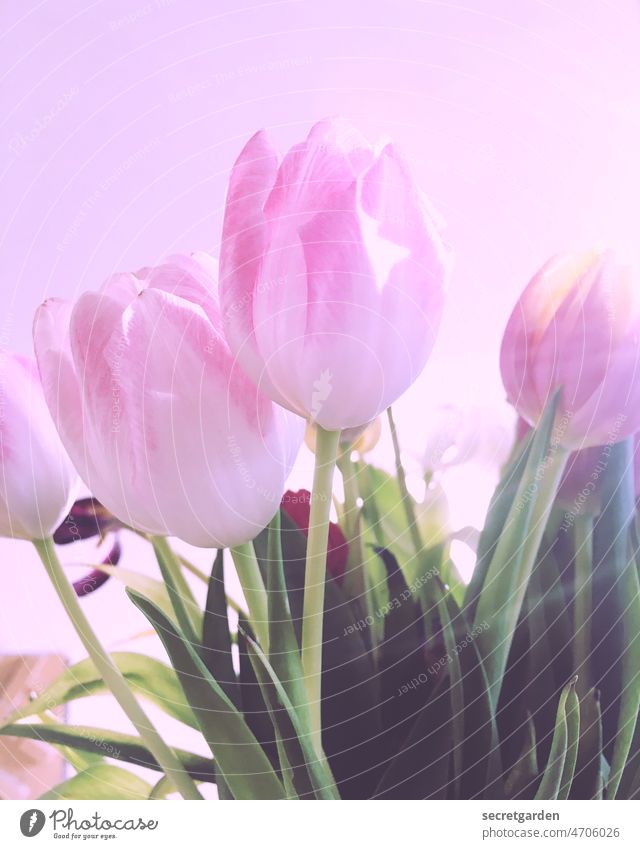 Tulips for World Women's Day International Women's Day Mother's Day Birthday Tulip blossom Flower Spring Blossom Plant Colour photo Nature Bouquet Blossoming