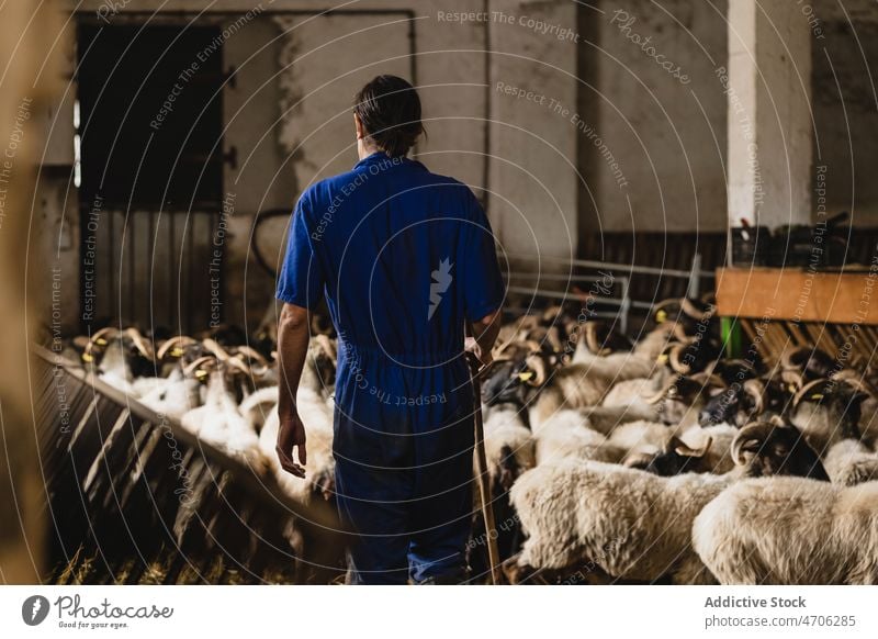Anonymous farmer near herd of sheep worker care animal barn industry livestock rural job mammal specie creature rustic domesticated workwear occupation man