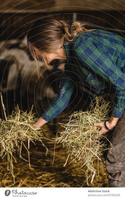 Anonymous farmer putting hay in barn with sheep woman worker animal industry livestock rural herd job mammal specie creature rustic domesticated supply straw