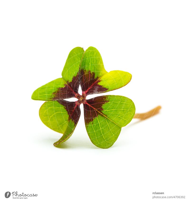Lucky Clover on white luck clover Four-leaf clover shamrock new year's eve four-leaved lucky charms isolated year change success flower nature happiness leaves