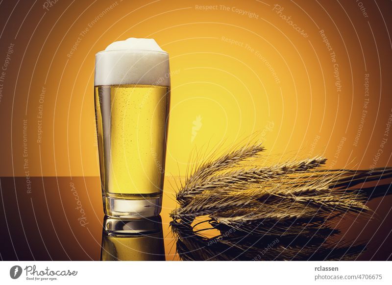 beer in a glass with corn ears beer glass alcohol beer garden drunk refreshing foam restaurant yellow gold party drinking summer nightlife cash brewery froth