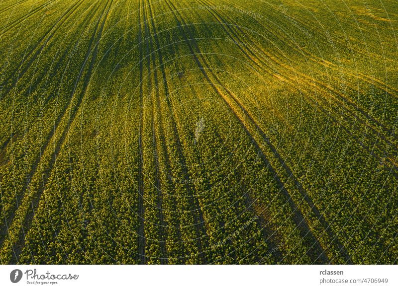 Aerial drone top view of cultivated wavy green field, abstract texture of agricultural plantation from above aerial farm grass crop agriculture tractor harvest
