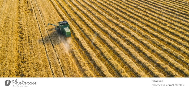 Harvesting wheat in summer. Combine harvester of an agricultural machine collects ripe golden wheat on the field. View from above. corn agriculture aerial drone