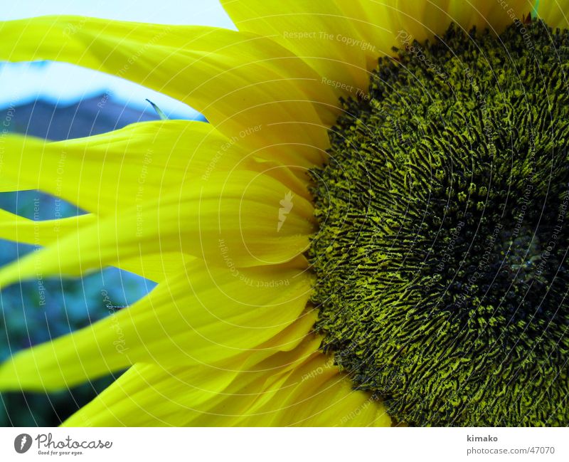 sunflower Yellow Macro (Extreme close-up) Sunflower Flower Americas kimako Mexico