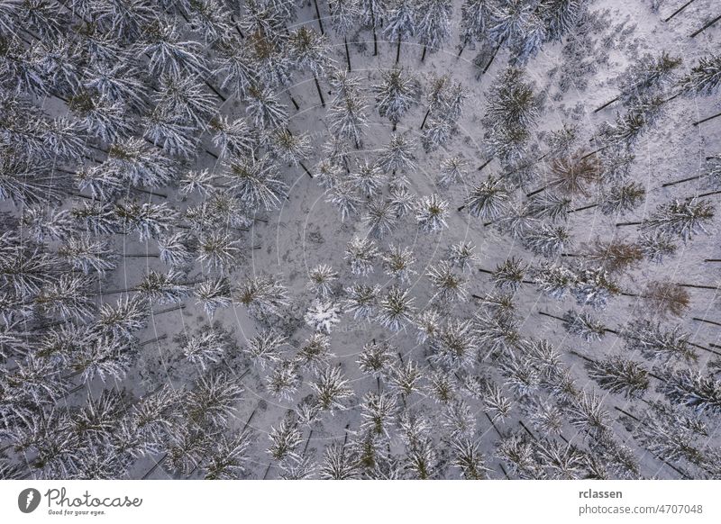 Winter forest. View from above. The photo was taken with a drone. Pine and fir forest in the snow. winter aerial day landscape wallpaper adventure background