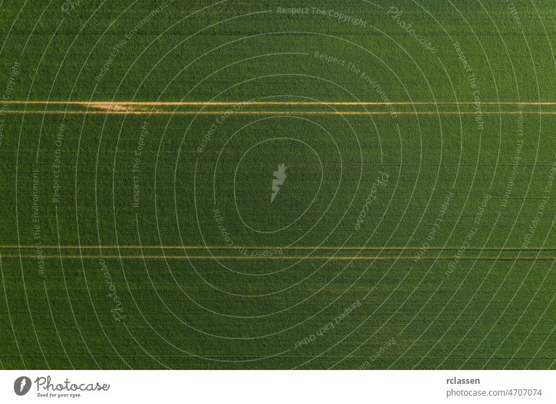 Aerial view of a Green wheat field and tracks from tractor. Beautiful agricultural texture or background of summer agriculture landscape. Drone shot above