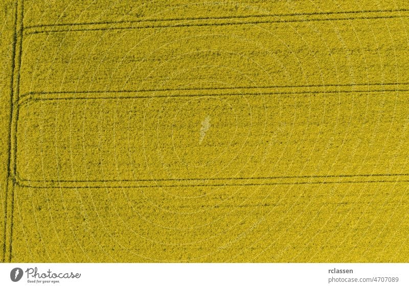 field of rapeseed from above. drone shot canola colza flower oilseed biofuel farming aerial agriculture yellow industry grain harvest biomass biotechnology